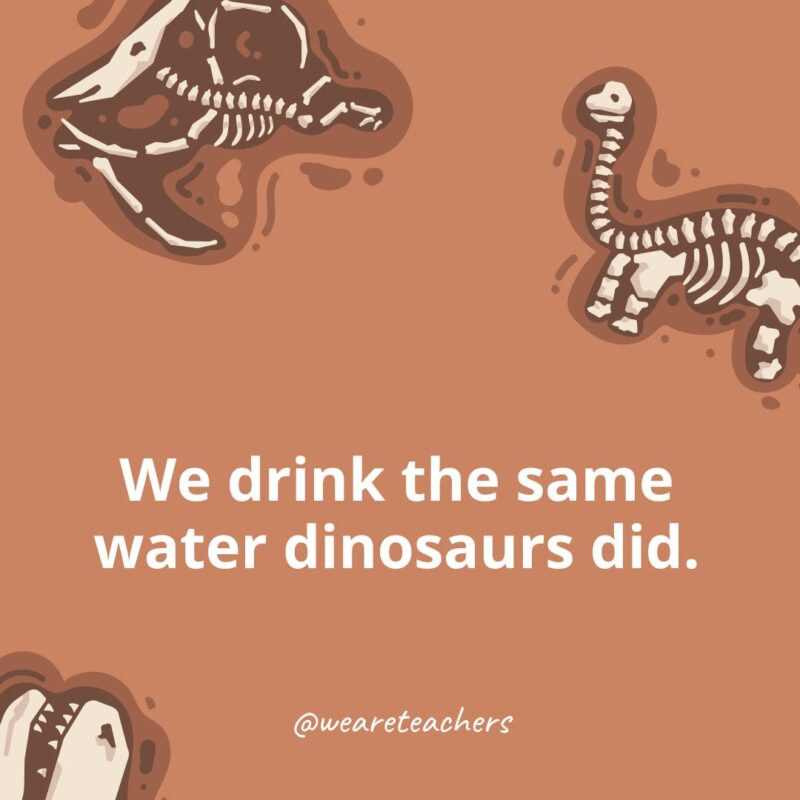 We drink the same water dinosaurs did. We drink the same water dinosaurs did.