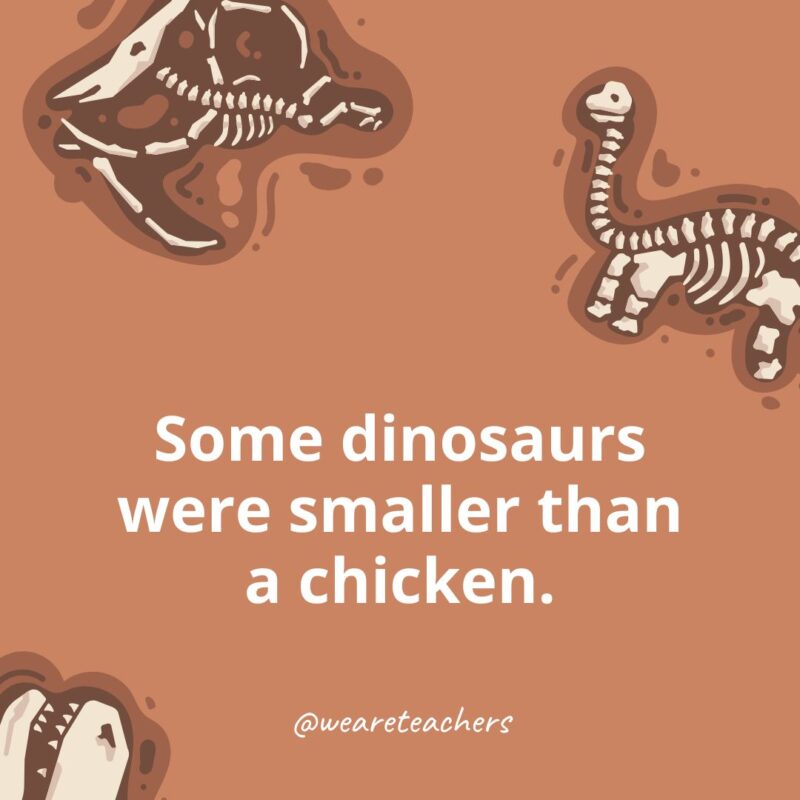 Some dinosaurs were smaller than a chicken. Some dinosaurs were smaller than a chicken.