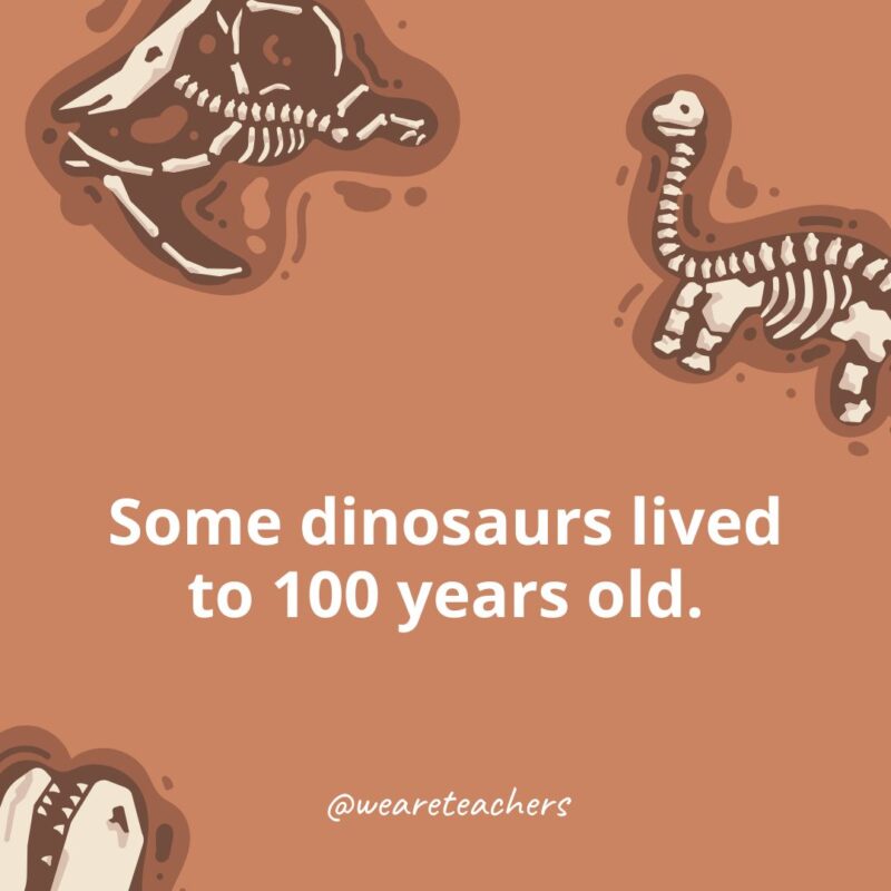 Some dinosaurs lived to 100 years old. Some dinosaurs lived to 100 years old.-dinosaur facts for kids