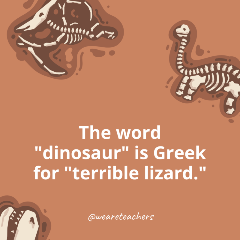 The word dinosaur comes from the Greek language.- dinosaur facts for kids The word dinosaur comes from the Greek language.- dinosaur facts for kids