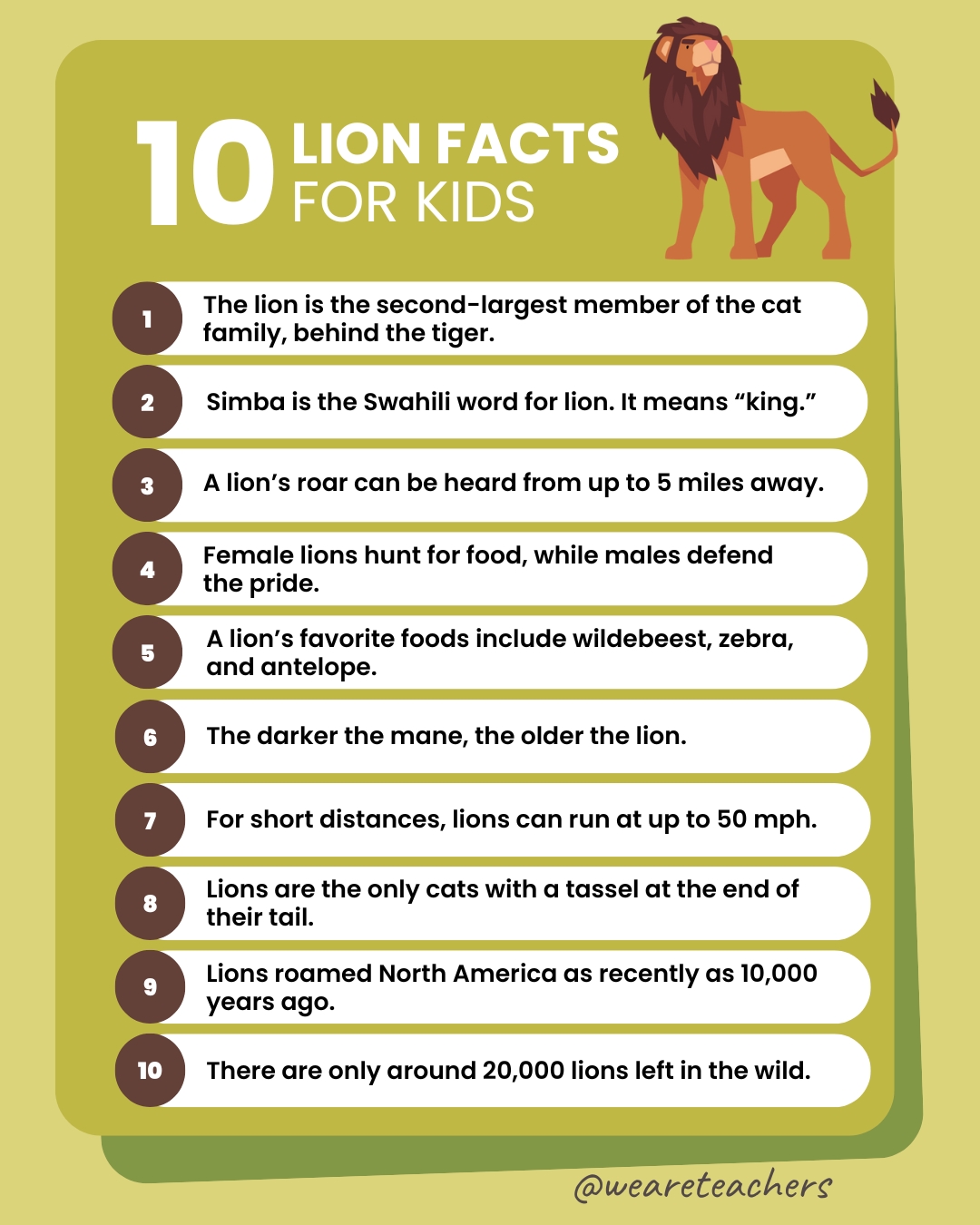 lion facts social graphic