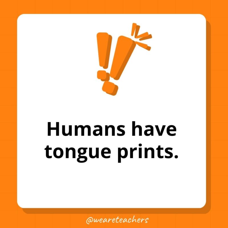 Humans have tongue prints. – weird fun facts Humans have tongue prints. - weird fun facts
