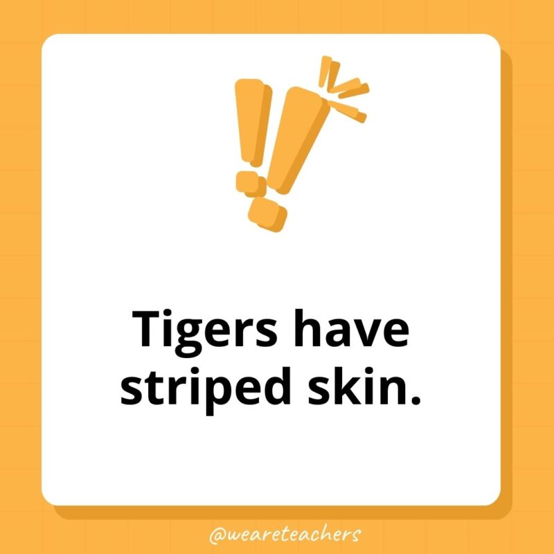 Weird fun facts – Tigers have striped skin. Weird fun facts - Tigers have striped skin.