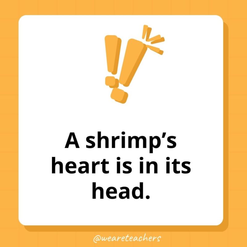 Weird fun facts – A shrimp’s heart is in its head. Weird fun facts - A shrimp’s heart is in its head.