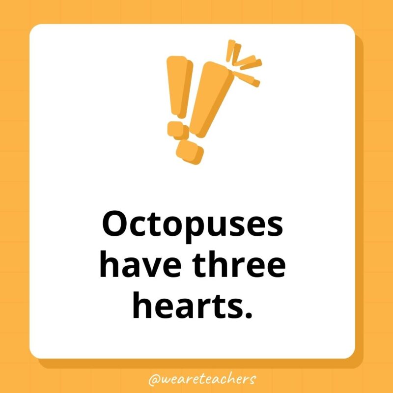 Weird fun facts – Octopuses have three hearts. Weird fun facts - Octopuses have three hearts.