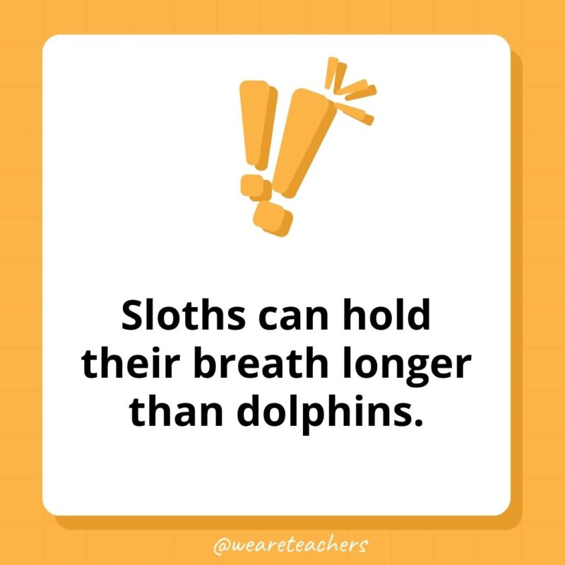 Sloths can hold their breath longer than dolphins. Sloths can hold their breath longer than dolphins.