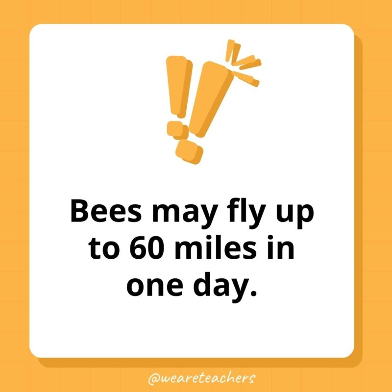 Bees may fly up to 60 miles in one day. Bees may fly up to 60 miles in one day.