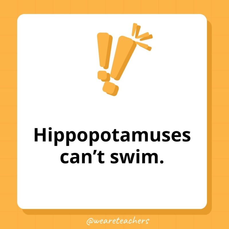 Hippopotamuses can’t swim. Hippopotamuses can’t swim.