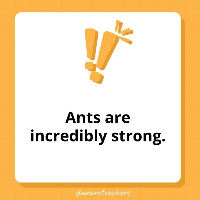 Ants are incredibly strong. Ants are incredibly strong.