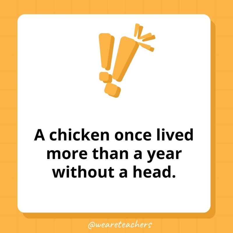 A chicken once lived more than a year without a head. A chicken once lived more than a year without a head.