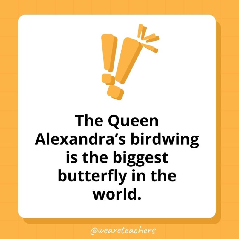 Weird fun facts – The Queen Alexandra’s birdwing is the biggest butterfly in the world. Weird fun facts - The Queen Alexandra's birdwing is the biggest butterfly in the world.