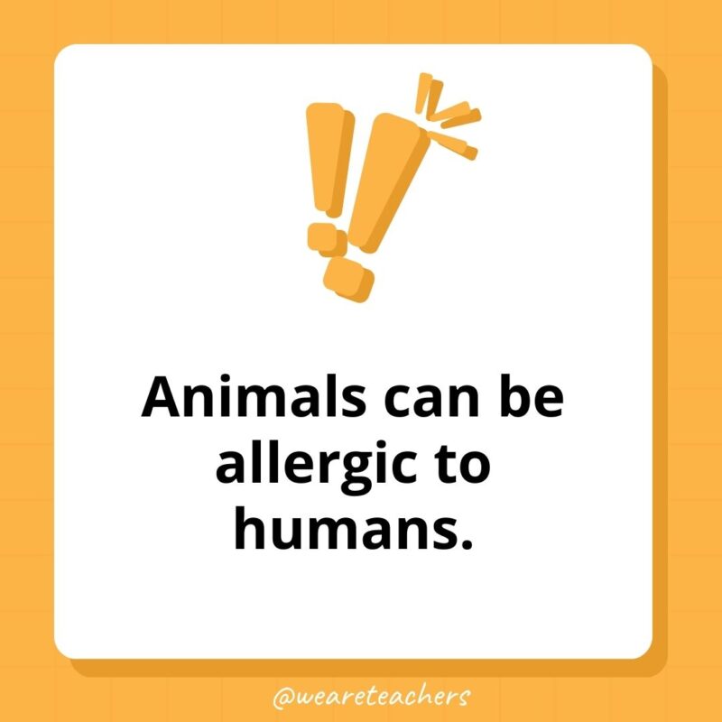 Weird fun facts – Animals can be allergic to humans. Weird fun facts - Animals can be allergic to humans.