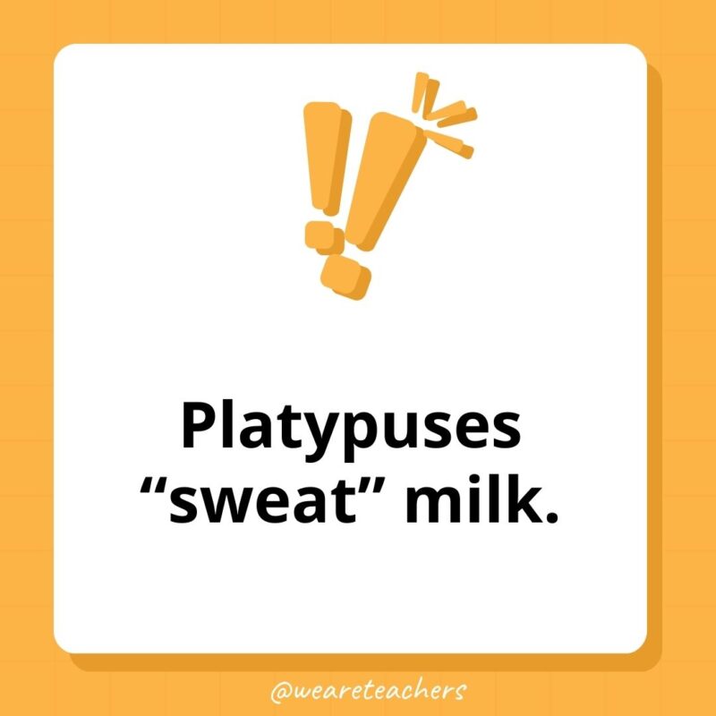 Platypuses “sweat” milk. Platypuses