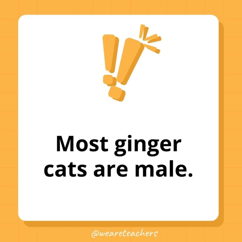 Most ginger cats are male. Most ginger cats are male.