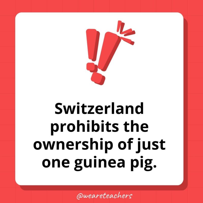 Weird fun facts – Switzerland prohibits the ownership of just one guinea pig. Weird fun facts - Switzerland prohibits the ownership of just one guinea pig.