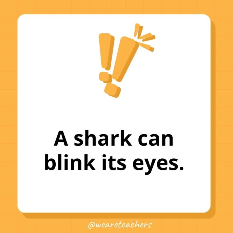 A shark can blink its eyes. A shark can blink its eyes.