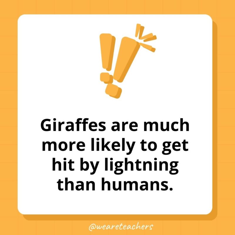 Giraffes are much more likely to get hit by lightning than humans. Giraffes are much more likely to get hit by lightning than humans.