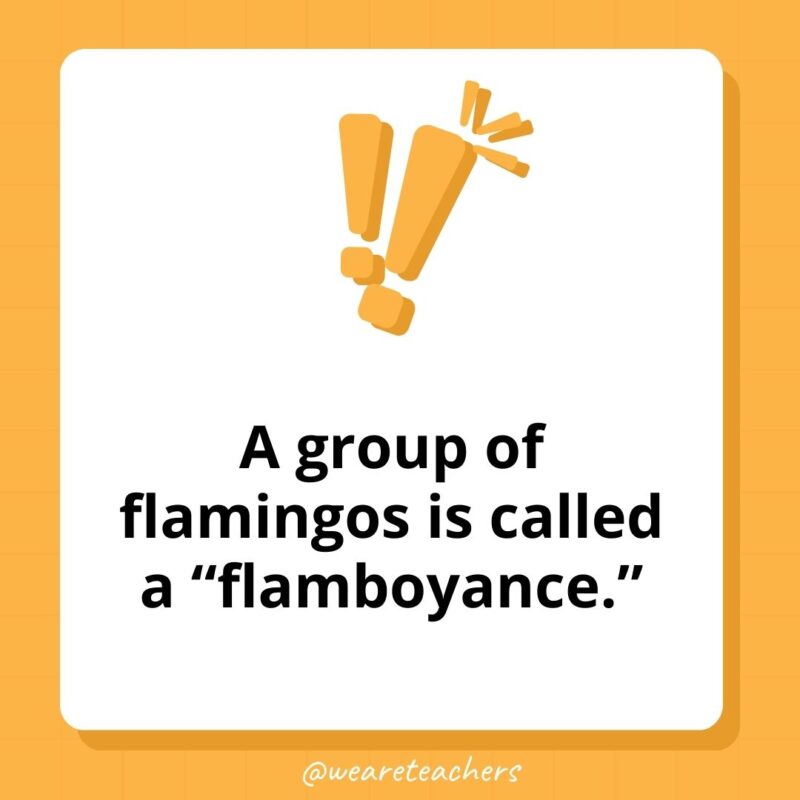 Weird fun facts – A group of flamingos is called a “flamboyance.” Weird fun facts - A group of flamingos is called a