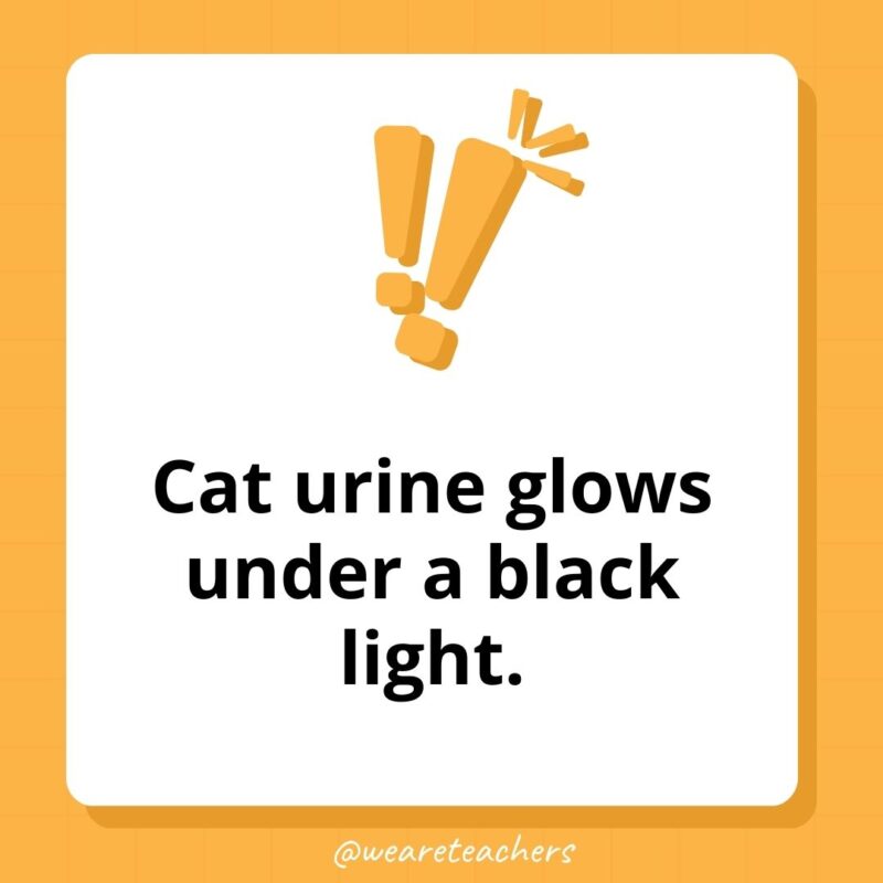 Cat urine glows under a black light.- weird fun facts Cat urine glows under a black light.- weird fun facts