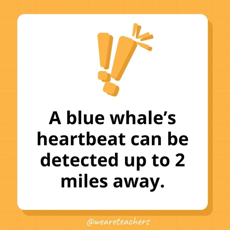 A blue whale’s heartbeat can be detected up to 2 miles away. A blue whale's heartbeat can be detected up to 2 miles away.