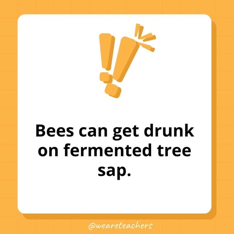 Bees can get drunk on fermented tree sap.- weird fun facts Bees can get drunk on fermented tree sap.- weird fun facts