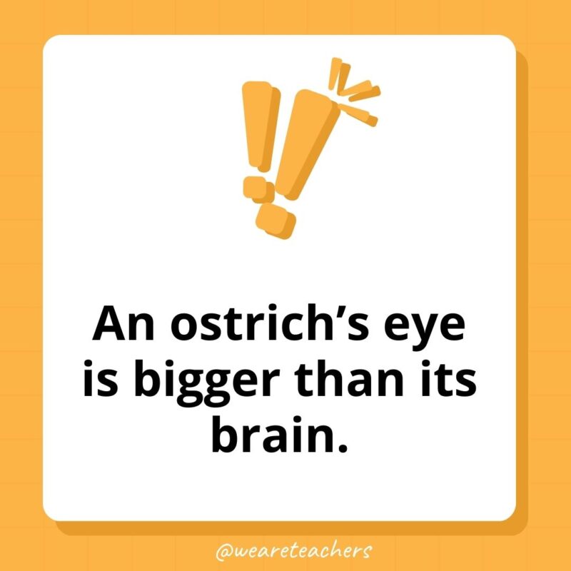 An ostrich’s eye is bigger than its brain. An ostrich's eye is bigger than its brain.