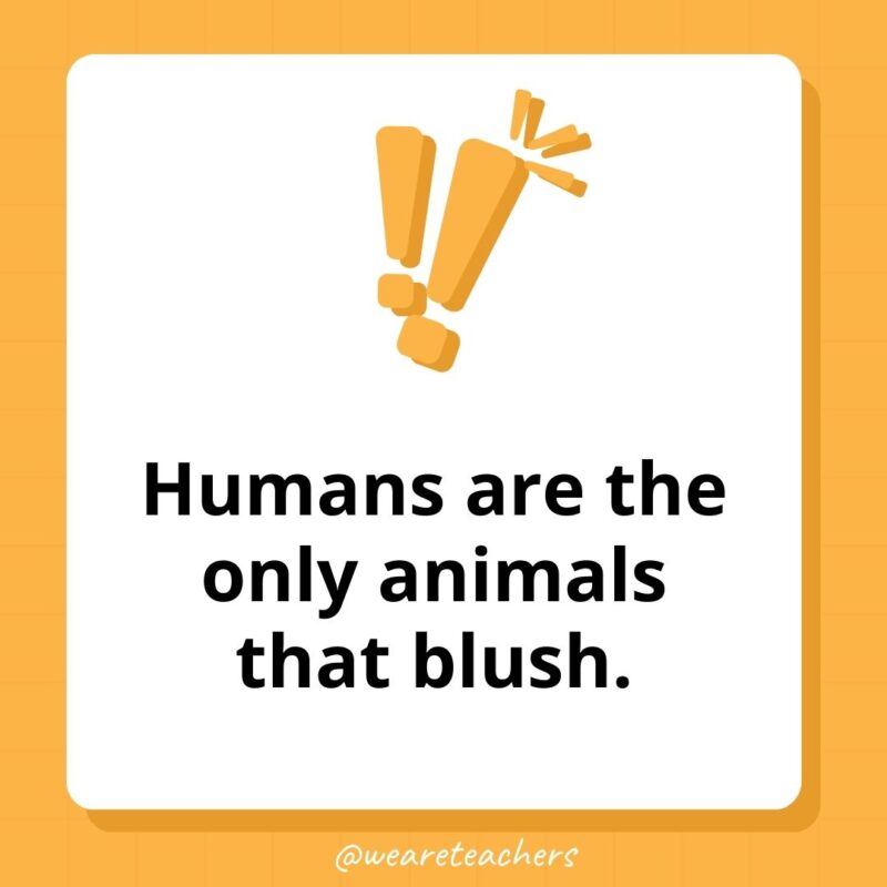 Humans are the only animals that blush.- weird fun facts Humans are the only animals that blush.- weird fun facts