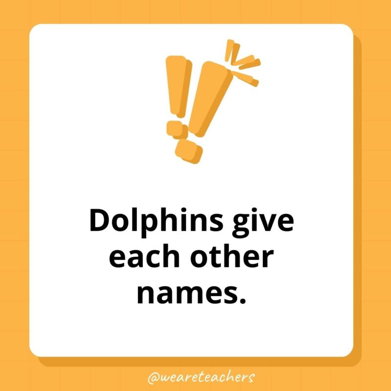 Humans are the only animals that blush.- weird fun facts Humans are the only animals that blush.- weird fun facts