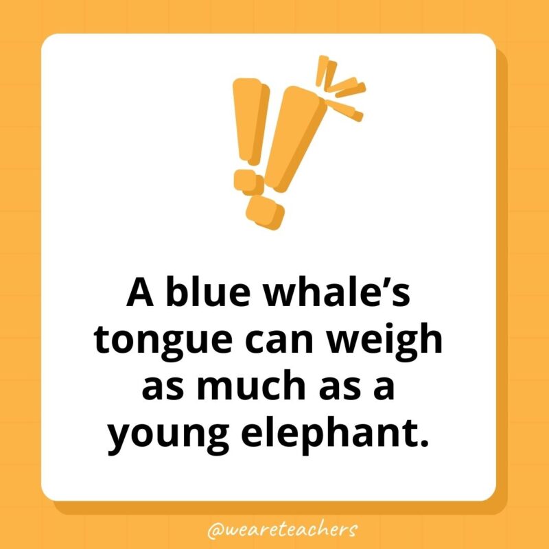 A blue whale’s tongue can weigh as much as a young elephant. A blue whale’s tongue can weigh as much as a young elephant.