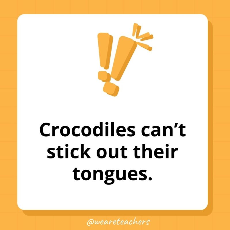 Crocodiles can’t stick out their tongues. Crocodiles can’t stick out their tongues.
