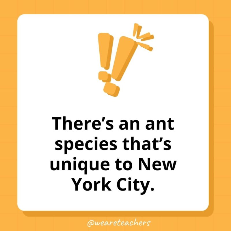 Weird fun facts – There’s an ant species that’s unique to New York City. Weird fun facts - There's an ant species that's unique to New York City.