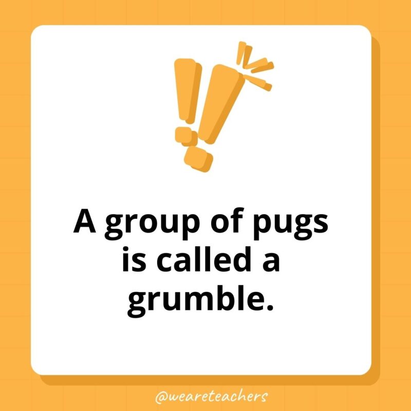 A group of pugs is called a grumble. A group of pugs is called a grumble.