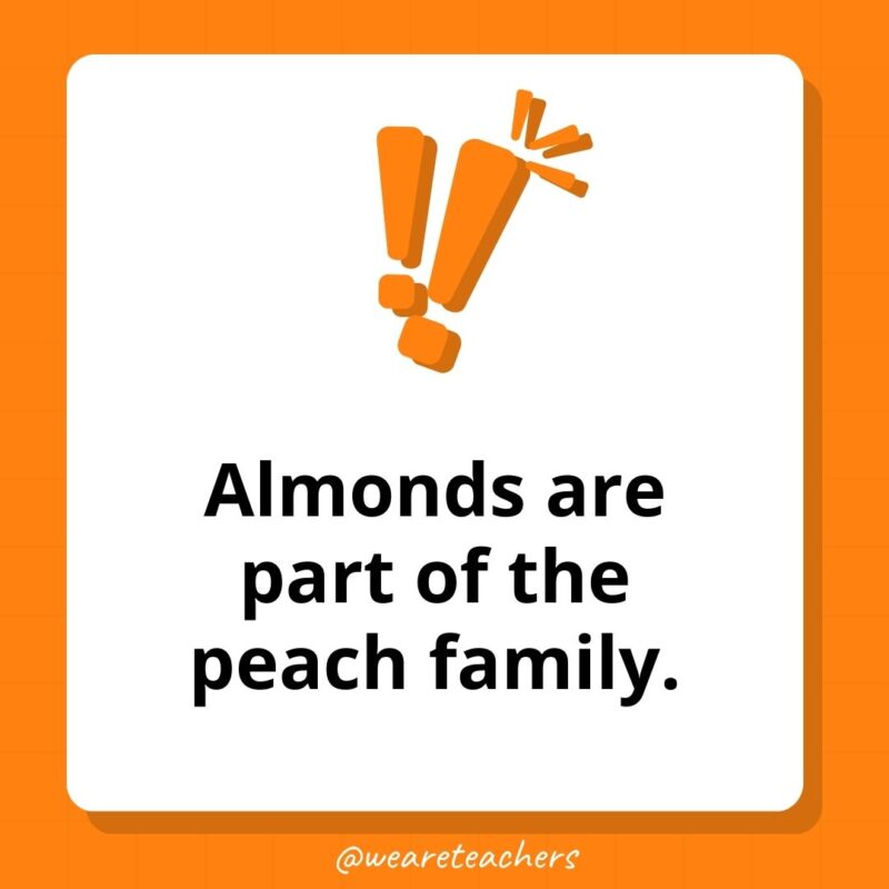 Almonds are part of the peach family. Almonds are part of the peach family.