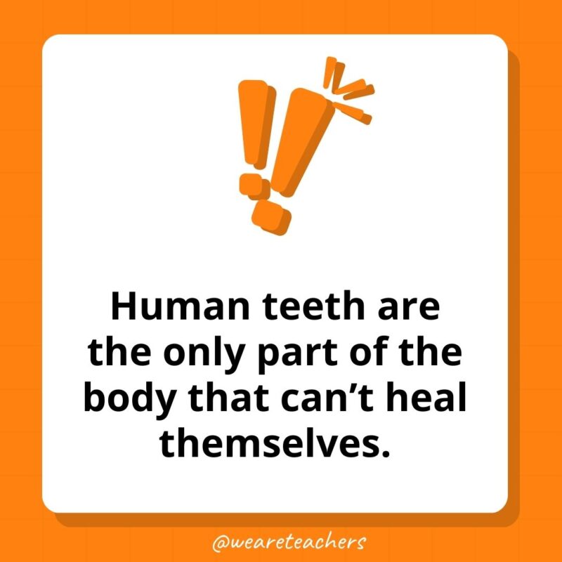 Weird fun facts – Human teeth are the only part of the body that can’t heal themselves. Weird fun facts - Human teeth are the only part of the body that can’t heal themselves.
