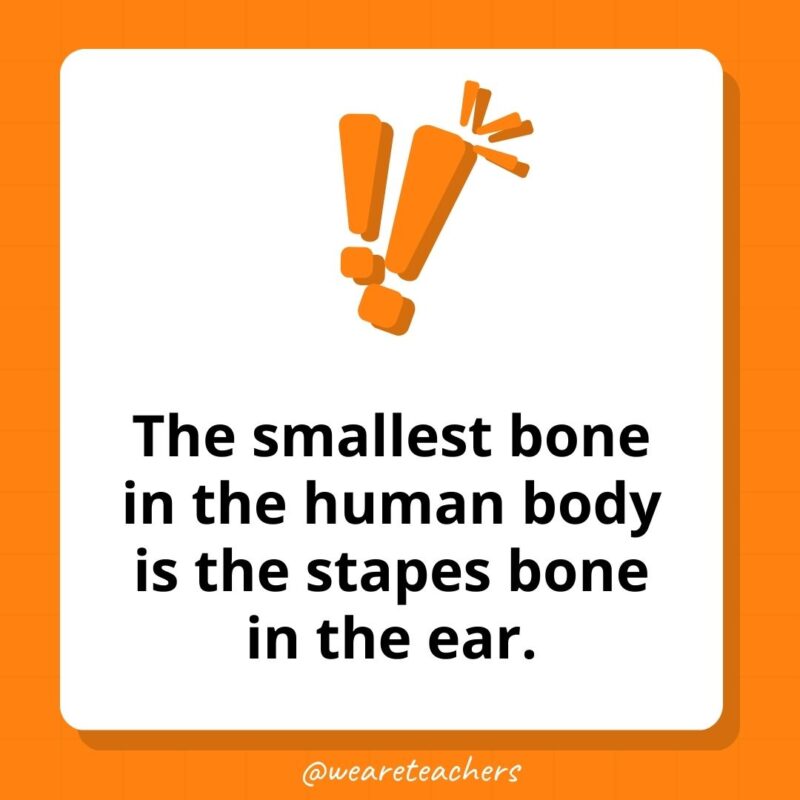 The smallest bone in the human body is the stapes bone in the ear. The smallest bone in the human body is the stapes bone in the ear.