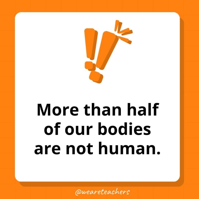 More than half of our bodies are not human. More than half of our bodies are not human.