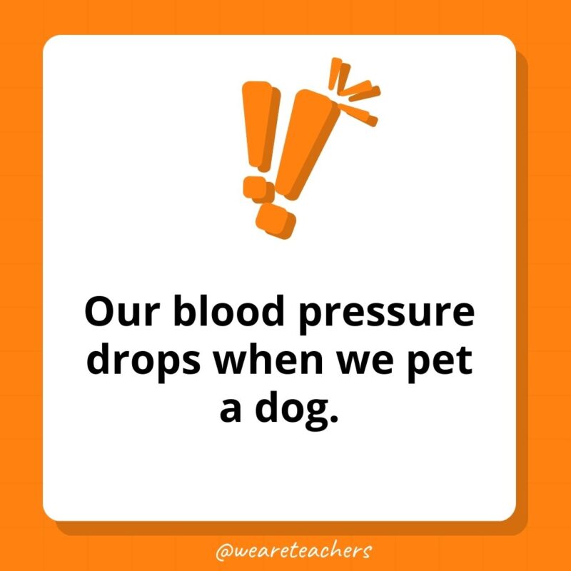 Our blood pressure drops when we pet a dog. Our blood pressure drops when we pet a dog.