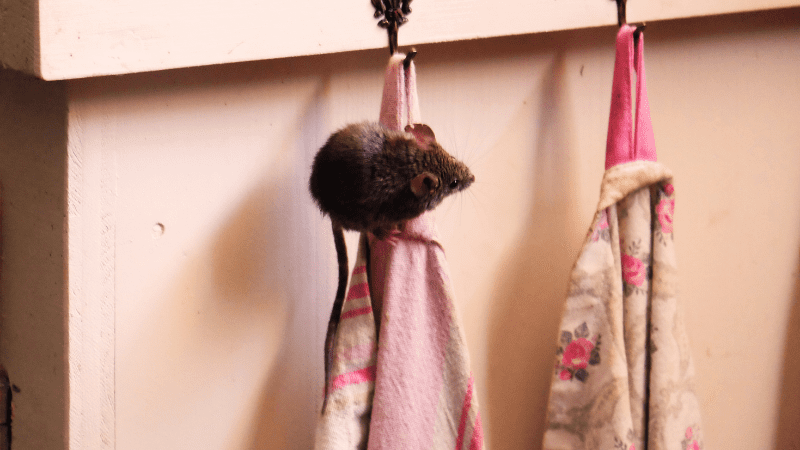 7 Signs You’re Teaching in a “Sick School” Small mouse sitting on a child's coat or backpack on a coat hook