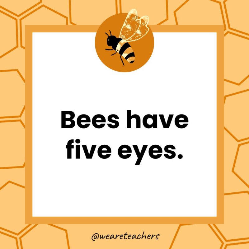 bees have five eyes.