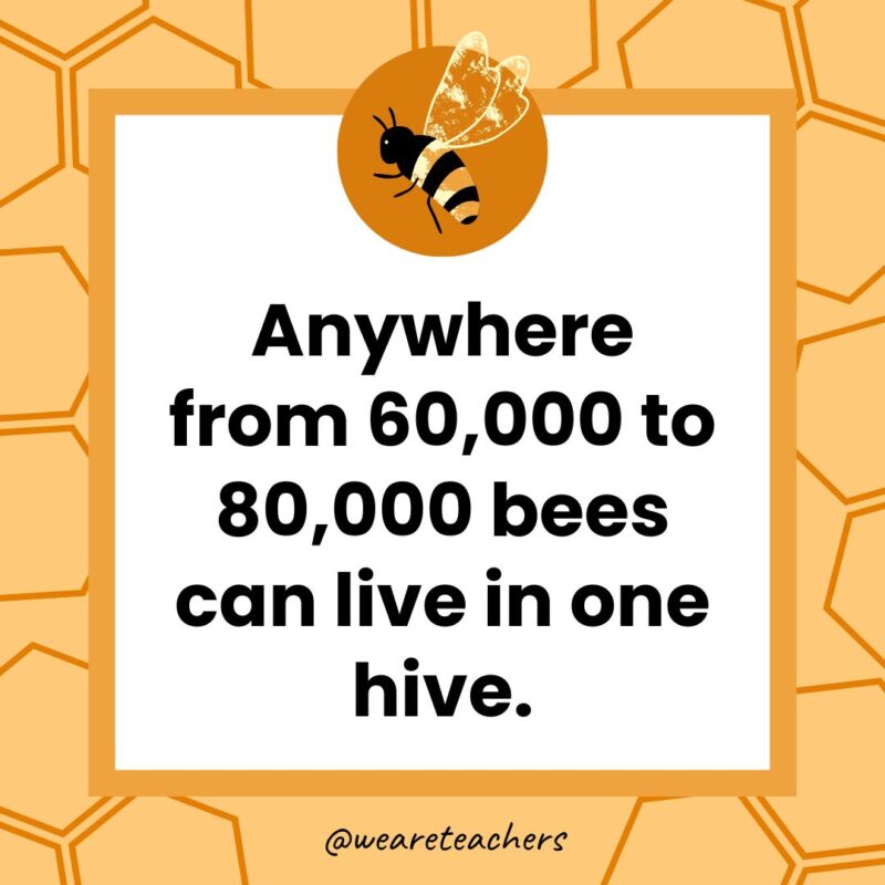 Anywhere from 60,000 to 80,000 bees can live in one hive.