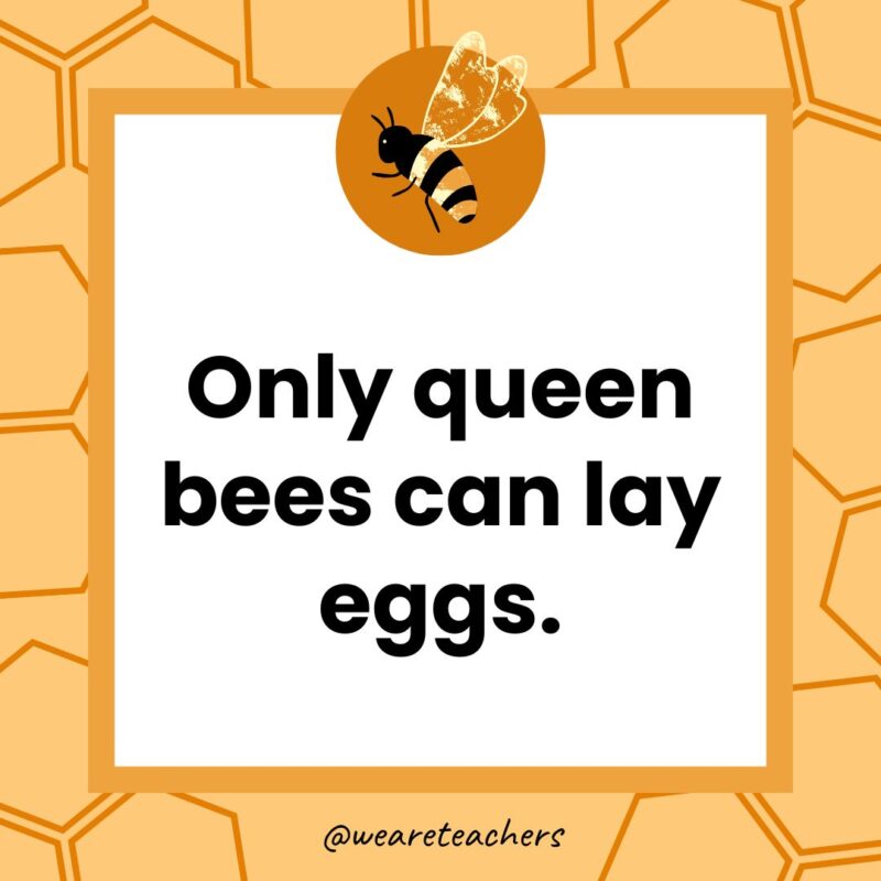 Only queen bees can lay eggs.