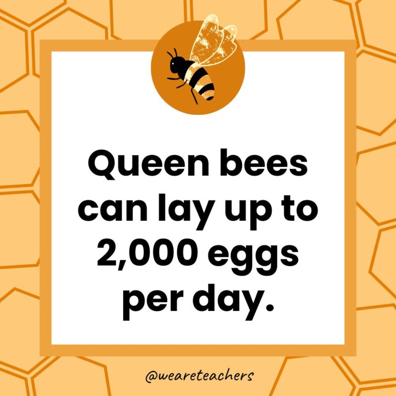 Queen bees can lay up to 2,000 eggs per day.