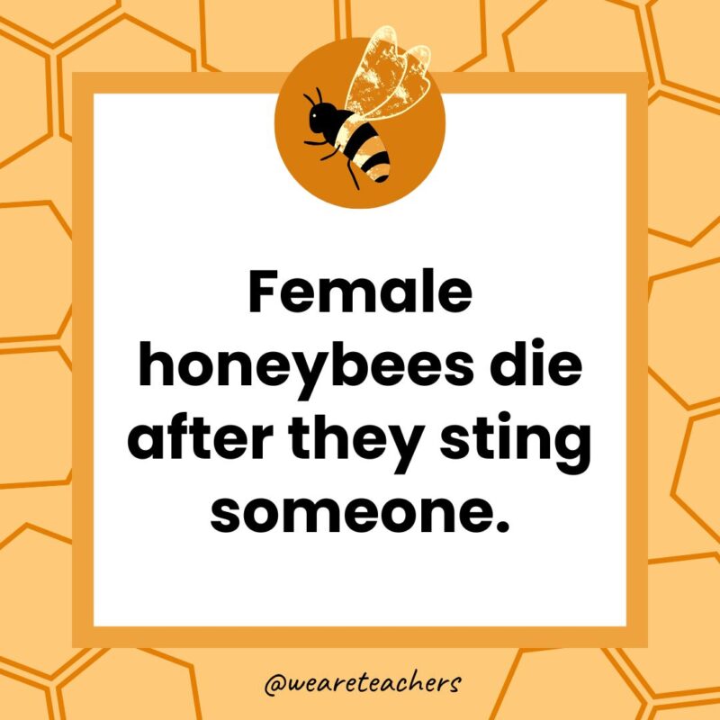 Female honeybees die after they sting someone.