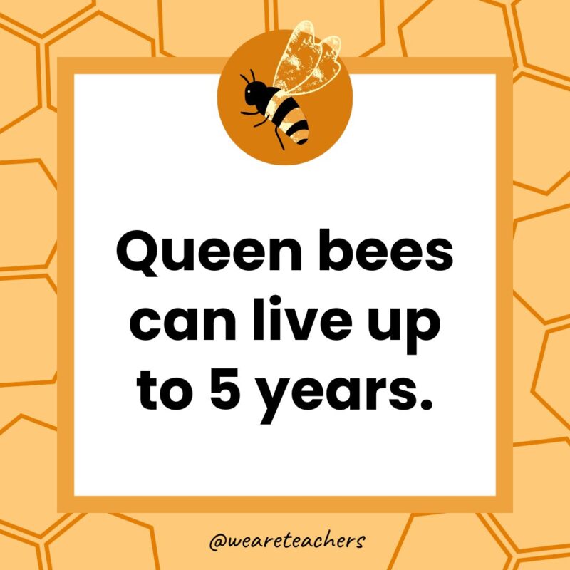 Queen bees can live up to 5 years.