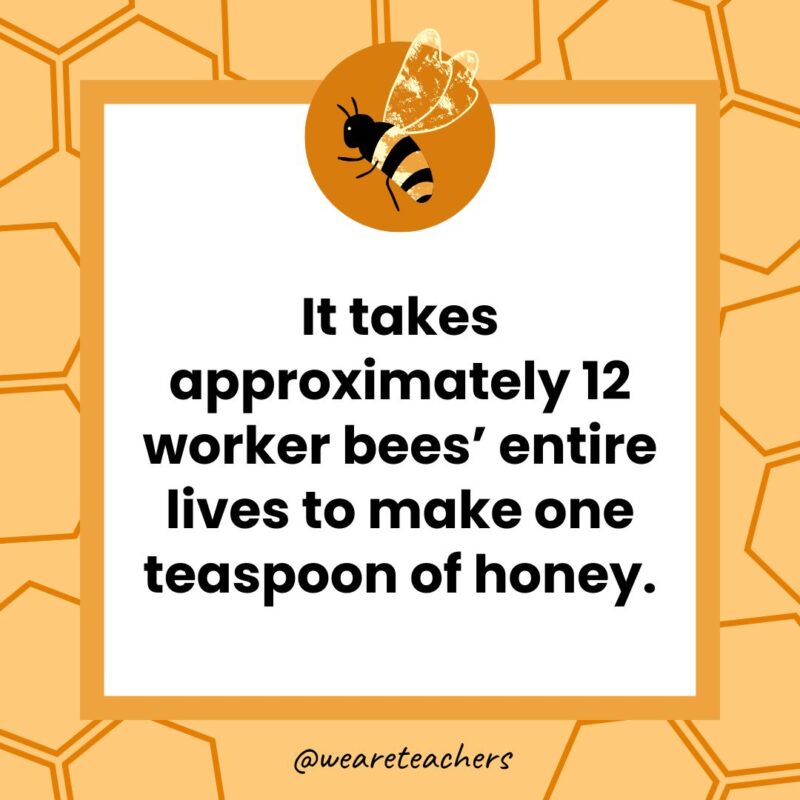 It takes approximately 12 worker bees’ entire lives to make one teaspoon of honey.