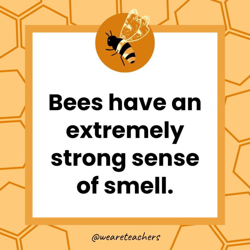 Bees have an extremely strong sense of smell.