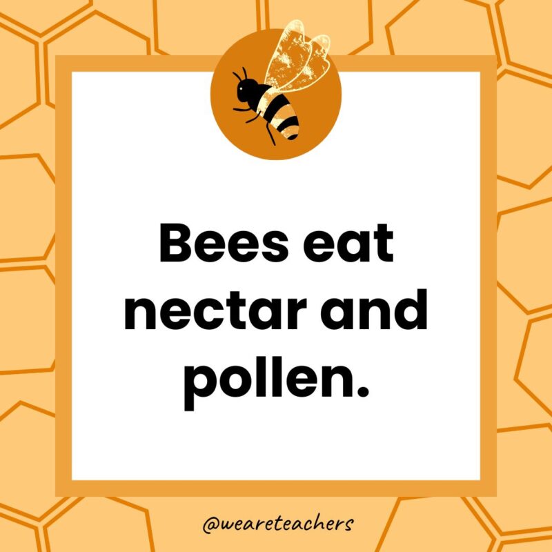 Bees eat nectar and pollen.