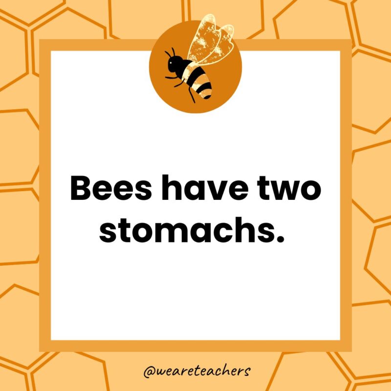 Bees have two stomachs. 
