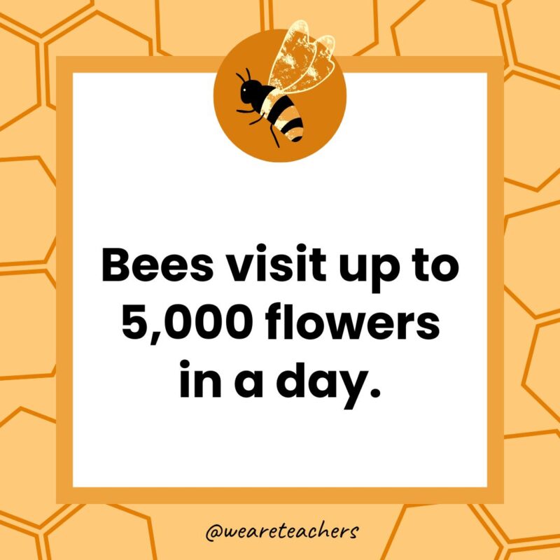 Bees visit up to 5,000 flowers in a day.