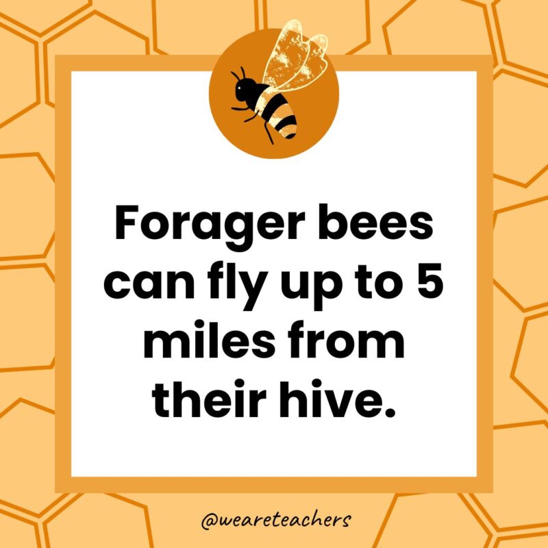 Forager bees can fly up to 5 miles from their hive.